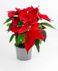 Vertical shot of a Christmas flower poinsettia isolated on white background