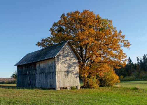 Old wooden barn in the middle of a green field in autumn with an old oak tree.