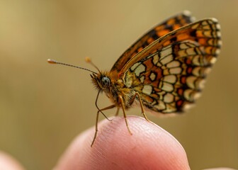 Close-up shot of The Queen of Spain fritillary on the tip of a finger