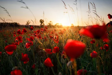 Foto auf Glas Beautiful meadow with the poppy flowers at sunset, Poland. © Patryk Kosmider
