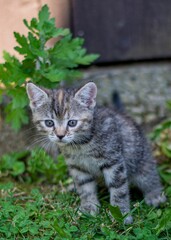 Vertical shot of a cute gray kitten on grass