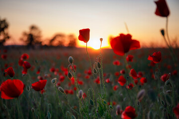 Beautiful meadow with the poppy flowers at sunset, Poland. - obrazy, fototapety, plakaty