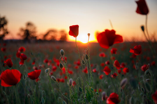 Beautiful meadow with the poppy flowers at sunset, Poland. © Patryk Kosmider