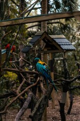 Closeup of macaws (Ara macao) on branches