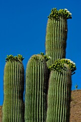 Vertical shot of saguaro cacti growing in a desert in Phoenix, Arizona