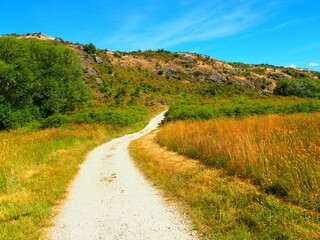Dusty sunlit path through a yellowing field on a sunny day, clear sky in the background