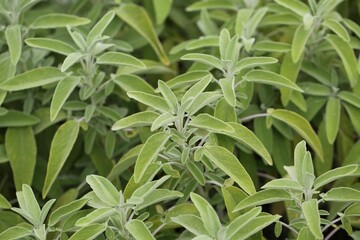 Closeup shot of the Salvia officinalis plant growing in the field under the sunlight