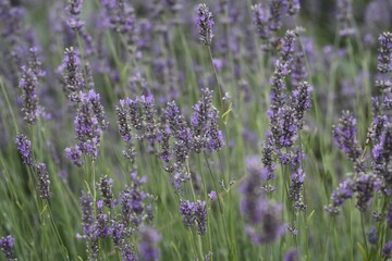 Obraz premium Closeup shot of the aromatic lavender flowers blooming in the field