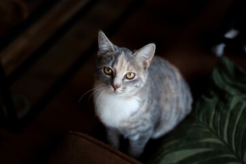High-angle shot of a gray striped cat looking straight into the camera