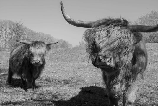 Beautiful shot of a highland cattle in a field in grayscale