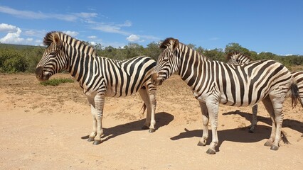 Fototapeta na wymiar Herd of zebras at Addo Elephant Park on a sunny day in Port Elizabeth, South Africa