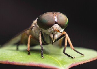 Macro shot of a green head horsefly standing on a green piece of leaf