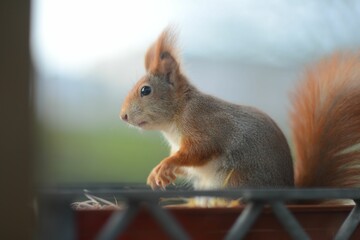 Closeup side view of a small squirrel sitting in a flower pot on a blurry background