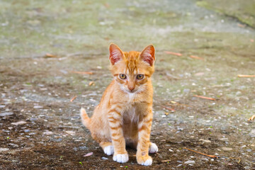 Orange stray cat sitting on the mossy ground