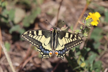 butterfly on a flower