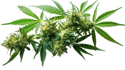 Collection of Cannabis buds, Cannabis flowers, Transparent background, isolated, separated, marijuana leaves and flowers, ai generated