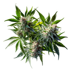 Collection of Cannabis buds, Cannabis flowers, Transparent background, isolated, separated, marijuana leaves and flowers, ai generated