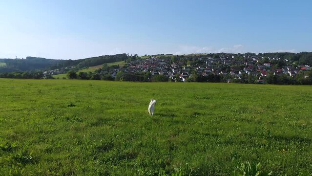 sibirischer Husky Hund geht auf einem Feld mit einer gr&uuml;nen Wiese auf einem Bauernhof spazieren und genie&szlig;t die Natur, die Umwelt, die Ger&uuml;che und das Gassi gehen unter strahlend blauem Sommer Himmel 