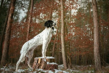 Closeup of an English Springer Spaniel posing on a tree stump in a forest in winter