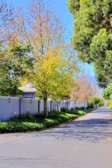 beautiful autumn  trees along the street