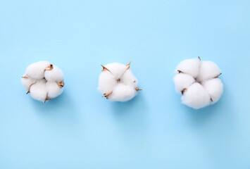 Cotton flowers on blue background