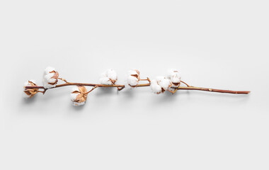 Cotton sprig on white background