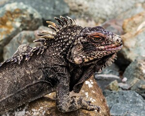 Closeup shot of an Iguana on a rock against blur background in Puerto Rico
