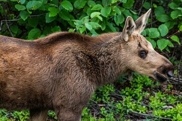 Closeup shot of a Moose standing in front of green bush in Denali National Park in Alaska