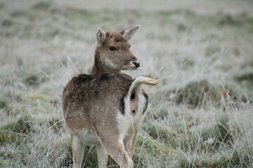 Beautiful view of a little deer