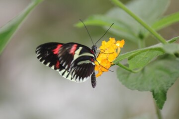 Macro of a great Mormon (Papilio memnon) butterfly resting on a flower