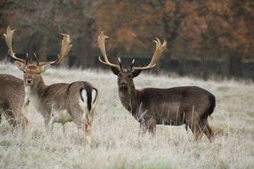 Beautiful view of deer in the forest