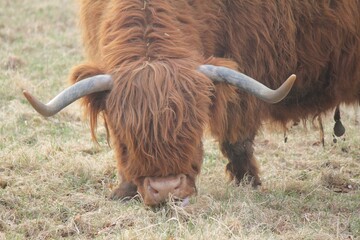 Highland cattle grazing on the farm
