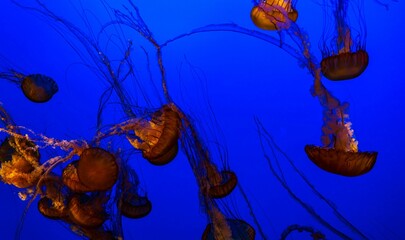 Closeup of jellyfishes swimming underwater illuminated by neon blue lights