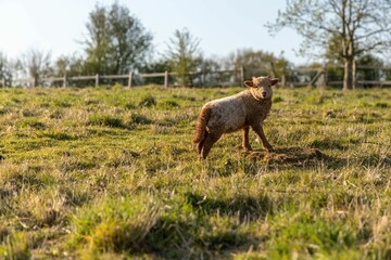 Closeup of sheep and lambs grazing in a farm field under the sunlight in the countryside