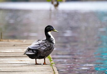 Closeup of a Duclair duck standing on the shore of a river