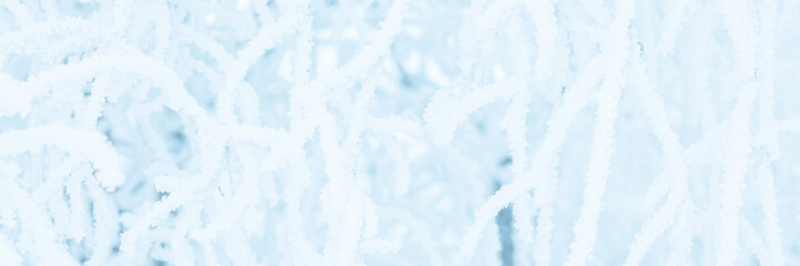 Snow and rime ice on the branches of bushes. Trees covered with hoarfrost. Plants in the park are covered with hoar frost. Cold snowy winter weather. Frosting texture. Wide panoramic light background.