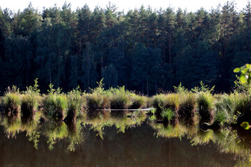 Sunny lake in the forest with tufts of grass floating on the water like little islands. The calm...