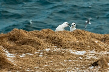 Arctic fulmar bird screaming at its partner while sitting on a grassy dune with blur background