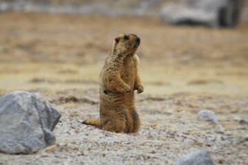 Closeup shot of a Himalayan marmot sitting on the sand