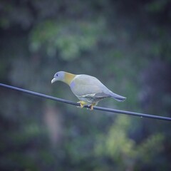 Beautiful yellow-footed pigeon perched on a wire