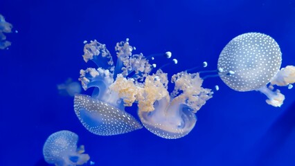 Closeup of white jellyfish in blue background