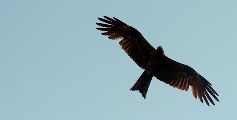 Low angle shot of a black kite (Milvus migrans) flying in the gloomy sky