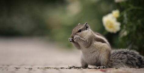 Closeup shot of an adorable cute chipmunk on the ground