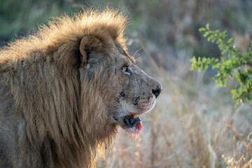 Closeup shot of a beautiful wild lion on a rural field