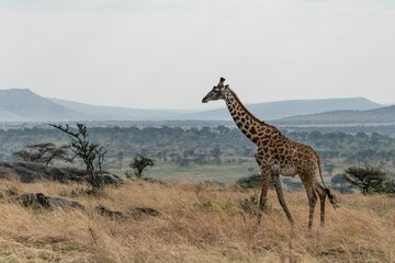 Beautiful shot of a wild giraffe on a rural dry valley