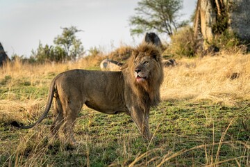 Beautiful powerful wild lion on a rural valley