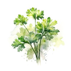 Fototapeta premium Aromatic Parsley Herbs Watercolor Square Background. Healthy Vegetarian Diet. Ai Generated, Drawn With Paint Splashes On White Background Delicious Aromatic Parsley Herbs. Generative AI