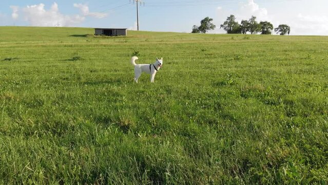 Wei&szlig;er sibirischer Husky Hund an der Leine mit Hundegeschirr, blauen Augen, offenem Mund genie&szlig;t den frischen Wind und wittert auf einer Wiese unter blauem Himmel und Sonnenschein 4k