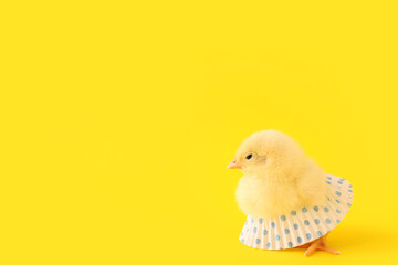 Cute little chick with skirt on yellow background
