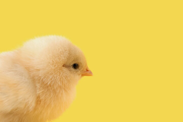 Cute little chick on yellow background